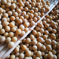 產(chǎn)地貨源黃豆批發(fā) 非轉基因高蛋白大豆 豆類雜糧25kg/件廠家直發(fā)
