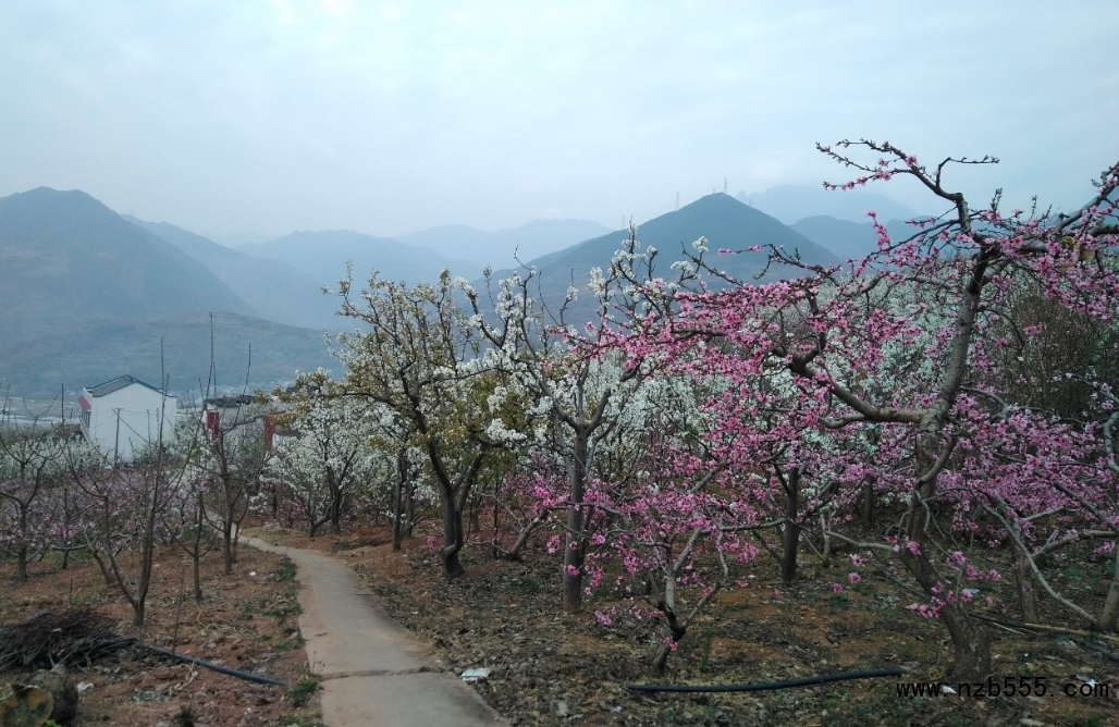 這是一張四川漢源李子哥探索<a target='_blank'><span style='color:#FF8000'>農村電商</span></a>之路的配圖