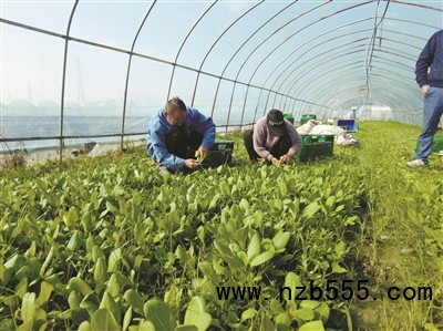 種植基地里,種植戶忙著采收蔬菜。