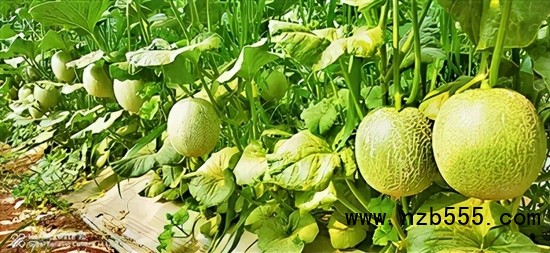 ▲時(shí)創(chuàng)科技金伯利農(nóng)場(chǎng)種植的網(wǎng)紋瓜
