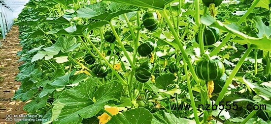 ▲ 時(shí)創(chuàng)科技金伯利農(nóng)場(chǎng)種植的南瓜