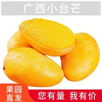 【現(xiàn)貨】廣西小臺農芒果小臺芒當季水果整箱應季小臺芒一件代發(fā)