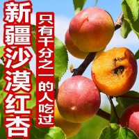 新疆小紅杏吊干杏鮮杏純甜一杏兩吃新鮮應季水果一件代發/落地配