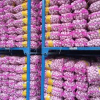 大量供應山東大蒜，干蒜，鮮蒜、市場蒜。蒜米料，出口大蒜