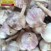 供應金鄉(xiāng)大蒜 大蒜出口殘次品2kg 28元 ，不影響使用，美觀度欠，